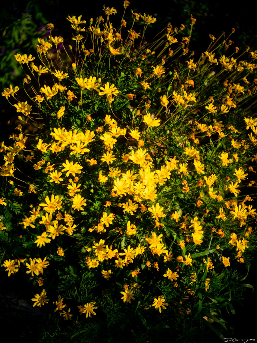 Pretty things that I wanted to take pictures of around Berkeley in 2023.